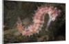 Juvenile Thorny Seahorse by Anonymous