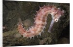 Juvenile Thorny Seahorse by Anonymous