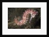 Juvenile Thorny Seahorse by Anonymous