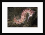 Juvenile Thorny Seahorse by Anonymous
