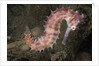 Juvenile Thorny Seahorse by Anonymous