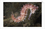 Juvenile Thorny Seahorse by Anonymous