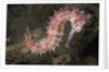 Juvenile Thorny Seahorse by Anonymous