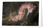 Juvenile Thorny Seahorse by Anonymous
