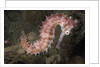 Juvenile Thorny Seahorse by Anonymous