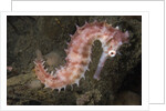 Juvenile Thorny Seahorse by Anonymous