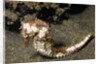 Thorny Seahorse by Anonymous