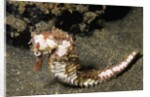 Thorny Seahorse by Anonymous