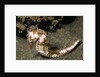 Thorny Seahorse by Anonymous