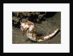 Thorny Seahorse by Anonymous