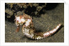 Thorny Seahorse by Anonymous