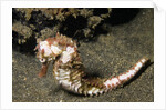 Thorny Seahorse by Anonymous