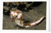 Thorny Seahorse by Anonymous
