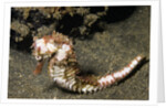 Thorny Seahorse by Anonymous