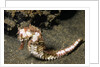 Thorny Seahorse by Anonymous