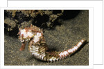 Thorny Seahorse by Anonymous