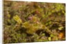 Halimeda Ghost Pipefish by Anonymous