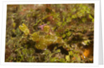 Halimeda Ghost Pipefish by Anonymous
