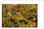 Halimeda Ghost Pipefish by Anonymous