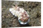 Bus Stop Chromodoris by Anonymous