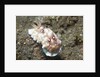 Bus Stop Chromodoris by Anonymous