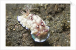 Bus Stop Chromodoris by Anonymous