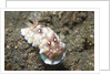 Bus Stop Chromodoris by Anonymous