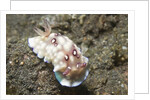 Bus Stop Chromodoris by Anonymous