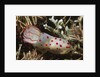 Celyon Gymnodoris by Anonymous