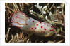 Celyon Gymnodoris by Anonymous