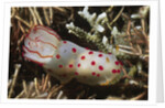 Celyon Gymnodoris by Anonymous