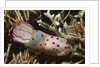 Celyon Gymnodoris by Anonymous