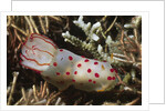 Celyon Gymnodoris by Anonymous