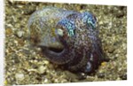Berry's Bobtail Squid by Anonymous