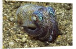 Berry's Bobtail Squid by Corbis