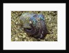 Berry's Bobtail Squid by Anonymous