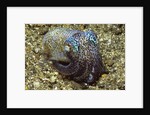 Berry's Bobtail Squid by Corbis