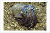 Berry's Bobtail Squid by Anonymous