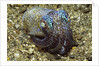 Berry's Bobtail Squid by Corbis