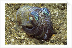 Berry's Bobtail Squid by Corbis