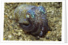 Berry's Bobtail Squid by Corbis