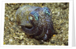 Berry's Bobtail Squid by Anonymous