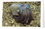 Berry's Bobtail Squid by Corbis