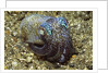 Berry's Bobtail Squid by Corbis