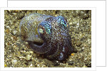 Berry's Bobtail Squid by Corbis