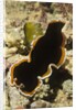 Hancock's Flatworm by Anonymous