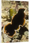 Hancock's Flatworm by Anonymous