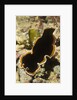 Hancock's Flatworm by Anonymous