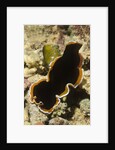 Hancock's Flatworm by Anonymous