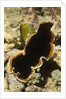 Hancock's Flatworm by Anonymous